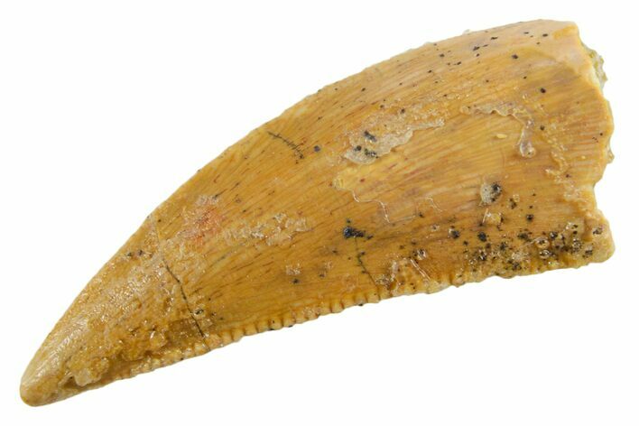 Serrated Raptor Tooth - Real Dinosaur Tooth #355547